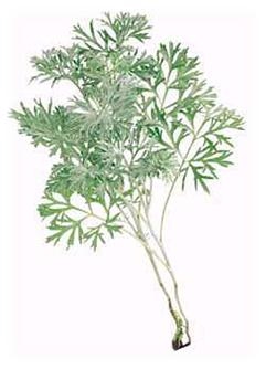 Artemisia absinthium imagen 1